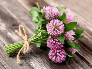 red clover to support menopause